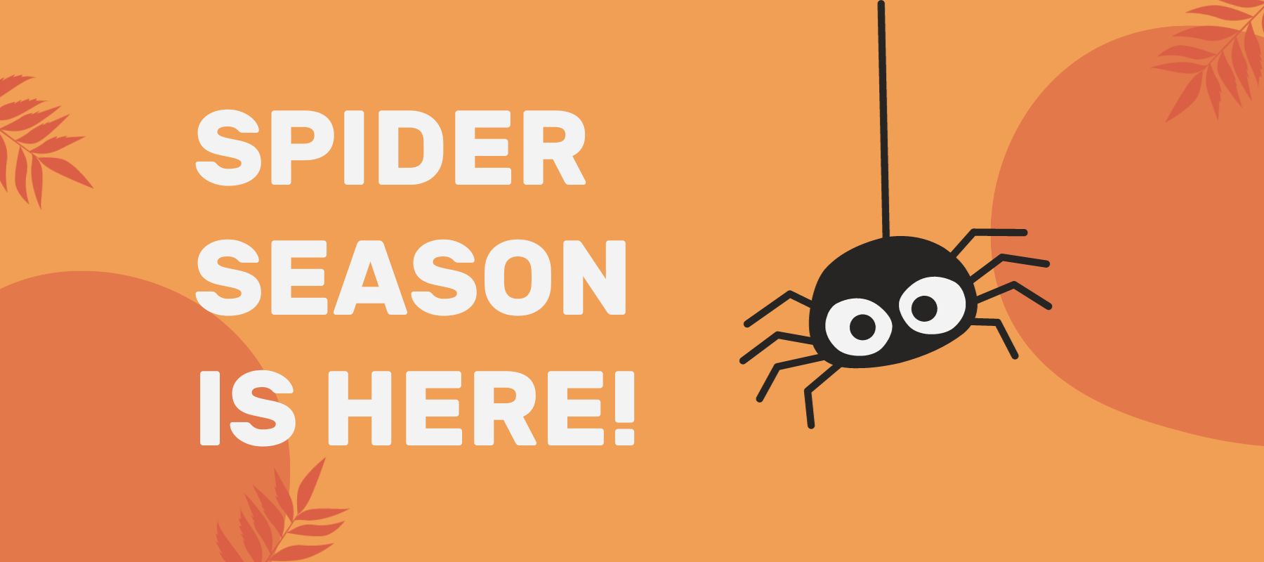 Autumn Spider Invasion: Natural Ways to Keep Eight-Legged Intruders at Bay