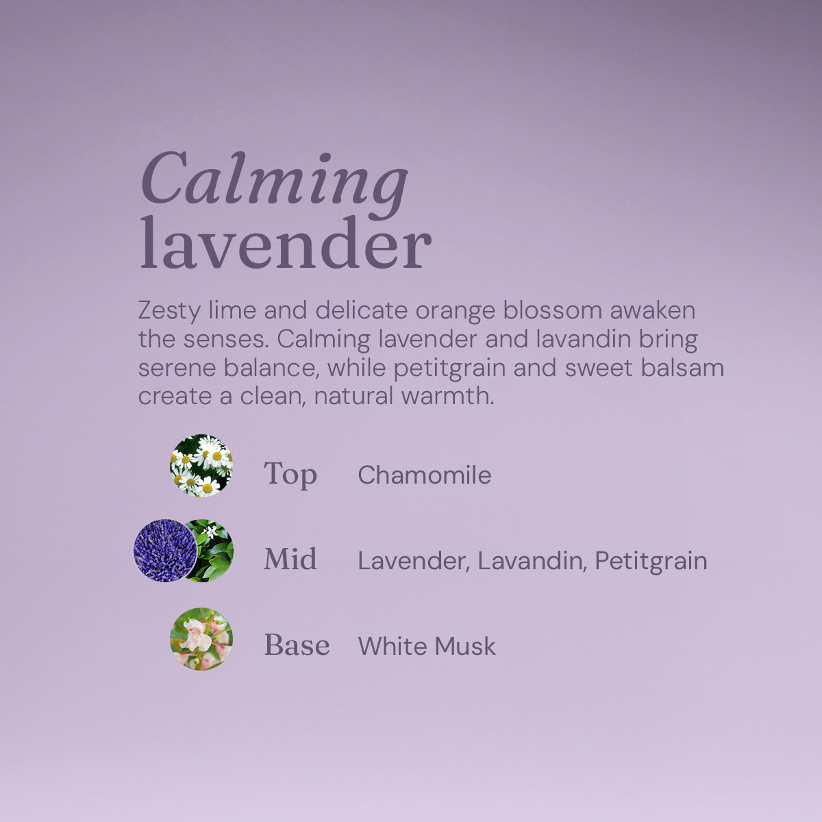 Bodywash + Bubblebath -  Calming Lavender - Bulk Refill