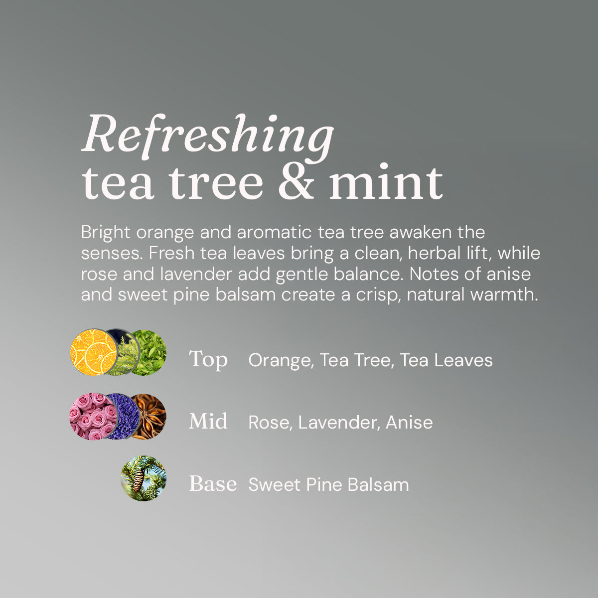 Bodywash + Bubblebath - Refreshing Tea Tree + Mint - Bulk Refill